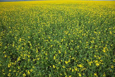 12月1日上市《勇者斗恶龙怪兽篇3》怪兽展示视频